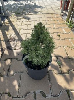 Picea Glauca 'Rainbows End' - Świerk Biały - C3