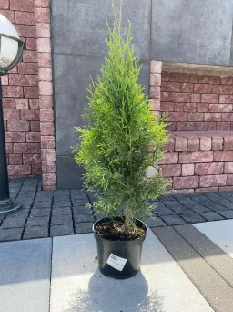 Thuja Occidentalis 'Smaragd' - Żywotnik Olbrzymi - C2