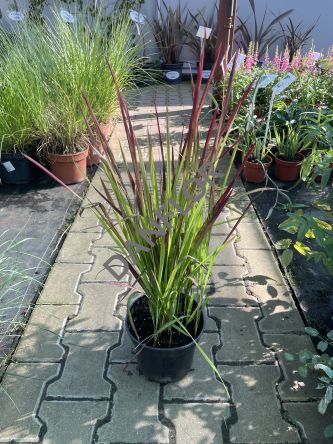 Imperata Cylindrica 'Red Baron' - Imperata Cylindryczna - C3