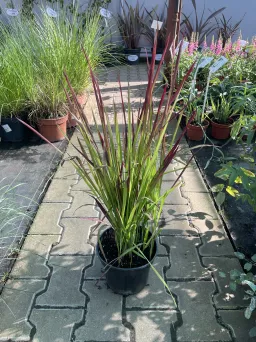 Imperata Cylindrica 'Red Baron' - Imperata Cylindryczna - C3