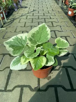 Brunnera Macrophylla 'Dawson's White' - Brunera Wielkolistna - C2