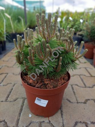 Pinus Densiflora 'Low Glow' - Sosna Gęstokwiatowa - C5