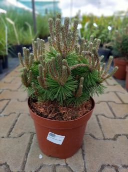 Pinus Densiflora 'Low Glow' - Sosna Gęstokwiatowa - C5