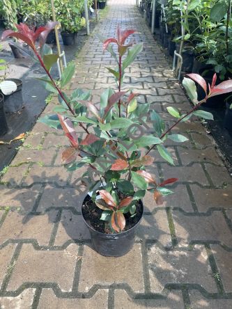 Photinia Fraseri 'Carre Rouge' - Głogownik Frasera - C3