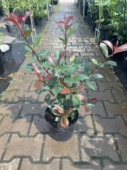 Photinia Fraseri 'Carre Rouge' - Głogownik Frasera - C3