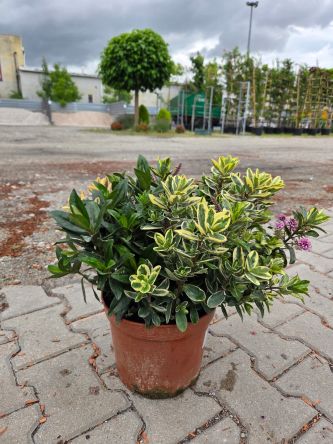 Hebe Quattro – kompozycja roślinna z czterech odmian hebe - C5