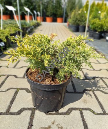 Juniperus Pfizeriana 'Gold Star' - Jałowiec Pfitzera - C3