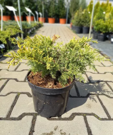 Juniperus Pfizeriana 'Gold Star' - Jałowiec Pfitzera - C3