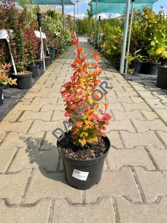 Berberis Thunbergii 'Orange Rocket' - Berberys Thunberga - C3