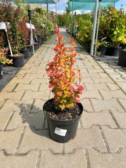 Berberis Thunbergii 'Orange Rocket' - Berberys Thunberga - C3