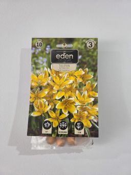 VG - TULIPAN TARDA DASYSTEMON
