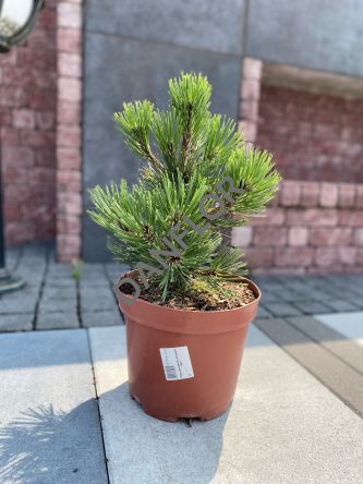 Pinus Leucodermis 'Compact Gem' - Sosna Bośniacka - C5