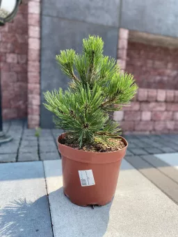 Pinus Leucodermis 'Compact Gem' - Sosna Bośniacka - C5