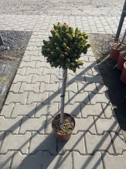 Picea Abies 'WB Plane' -Świerk Pospolity -  Forma Pienns 50cm - C4,5