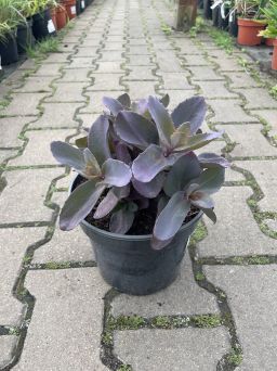 Sedum 'Oriental Dancer' - Rozchodnik - C2