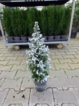 Chamaecyparis 'Top Point' - Cyprysik - P15 - ośnieżony