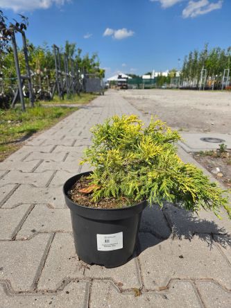 Juniperus Pfizeriana Sheridan Gold - Jałowiec pośredni C3