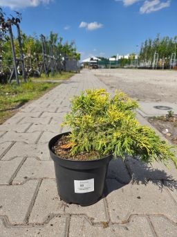 Juniperus Pfizeriana Sheridan Gold - Jałowiec pośredni C3