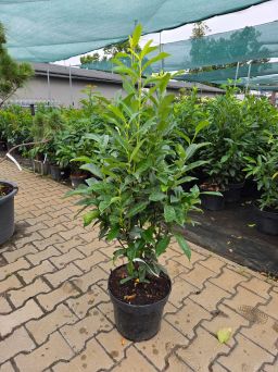 Prunus Laurocerasus Genolia - laurowiśnia C10