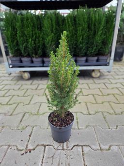 Picea Glauca 'Conica' - Świerk Biały - P13