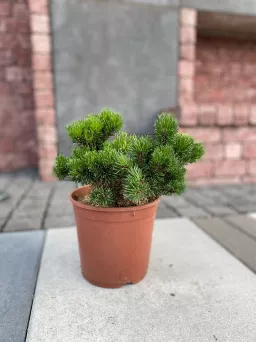 Pinus Mugo 'Jacobsen' - Sosna Górska - C3