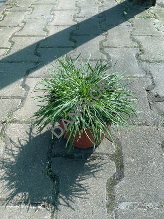 Armeria Maritima 'Abbey White' - Zawciąg Nadmorski - C1,5