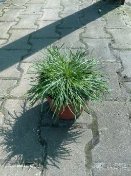 Armeria Maritima 'Abbey White' - Zawciąg Nadmorski - C1,5