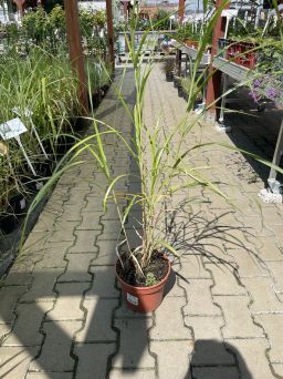 Miscanthus Sinensis 'Silberfeder' - Miskant Chiński - C3