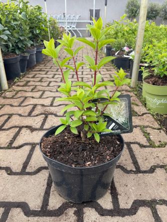 Hydrangea Paniculata Hercules - Hortensja Bukietowa C5