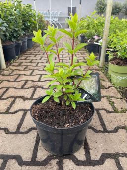 Hydrangea Paniculata Hercules - Hortensja Bukietowa C5