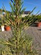 Pinus Densiflora Rainbow - sosna japońska Rainbow C4 - 2