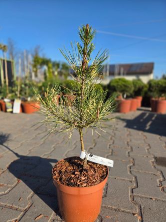 Pinus Densiflora Rainbow - sosna japońska Rainbow C4
