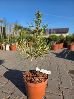 Pinus Densiflora Rainbow - sosna japońska Rainbow C4