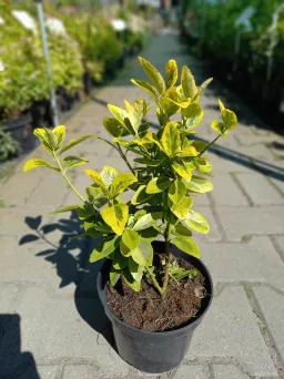 Euonymus Japonicus 'Aureus' - Trzmielina Japońska - C2