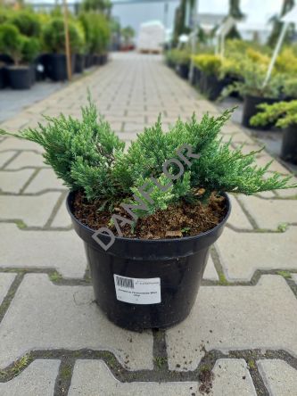 Juniperus Horizontalis 'Blue Chip' - Jałowiec płożący - C3