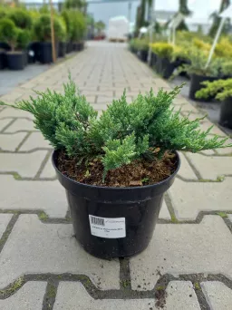 Juniperus Horizontalis 'Blue Chip' - Jałowiec płożący - C3