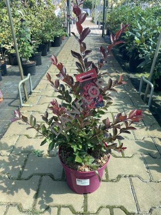 Lagerstroemia 'Rufflet Red Magic®' - Bez Południa - C4