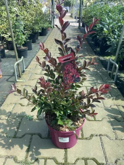 Lagerstroemia 'Rufflet Red Magic®' - Bez Południa - C4