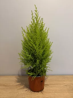 Cupressus Goldcrest 'Wilma' - Cyprysik Goldcrest - P12