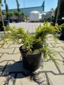 Juniperus Pfizeriana 'Gold Coast' - Jałowiec Pfitzera - C3