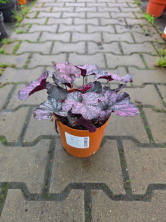 Heuchera ‘Indian Summer Mulberry’ – Żurawka – C2