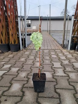 Winogrono 'Iza Zaliwska' - Vitis - P9/P11