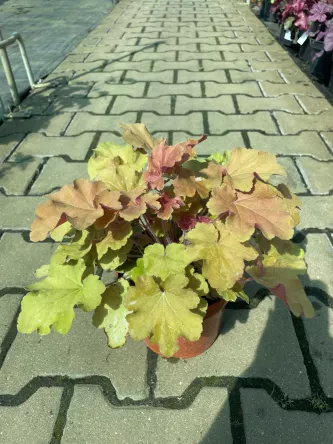 Heuchera 'Kassandra' - Żurawka - C1,5