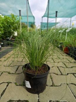 Stipa Tenuissima 'Pony Tails' - Ostnica Cieniutka - C2