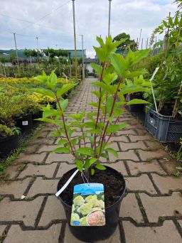 Hydrangea Paniculata Phantom - Hortensja Bukietowa C5