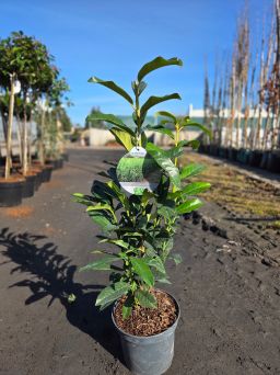 Prunus Laurocerasus Genolia - Laurowiśnia wschodnia roślina zimozielona C3