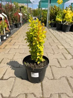 Berberis Thunbergii 'Golden Torch' - Berberys Thunberga - C3