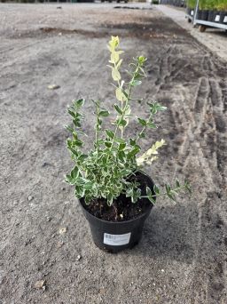 Euonymus Fortunea 'Silver Queen' - Trzmielina Fortune'a - C1,5