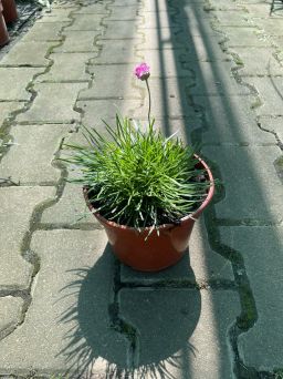 Armeria Maritima 'Abbey Deep Rose' - Zawciąg Nadmorski - C1,5