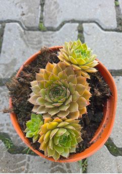 Sempervivum Hybridum 'Leo' - Rojnik ogrodowy - P14